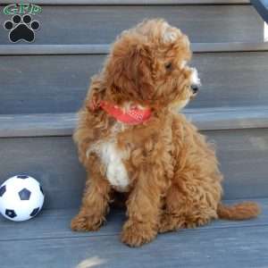 Lenny, Mini Goldendoodle Puppy
